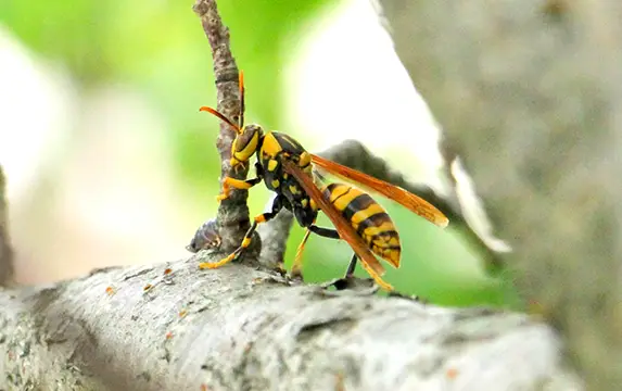堺市南区でアシナガバチの駆除
